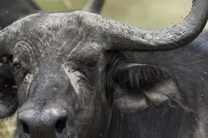 Buffalos Prints: Picture No. 12019672