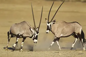 Antelope Prints: Picture No. 12019701