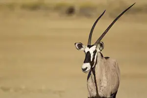 Oryx Prints: Picture No. 12019703