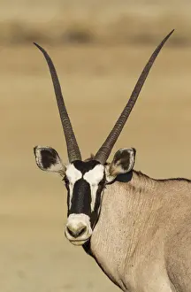 Oryx Prints: Picture No. 12019704