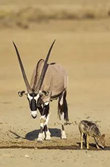 Antelope Prints: Picture No. 12019705