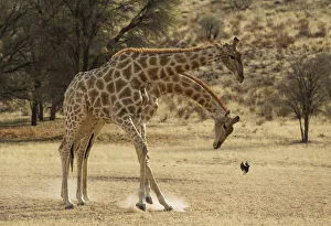 Southern Giraffe Collection: Picture No. 12019709