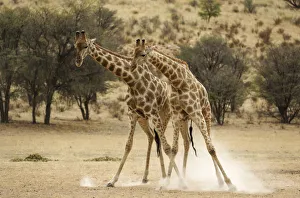Southern Giraffe Collection: Picture No. 12019711