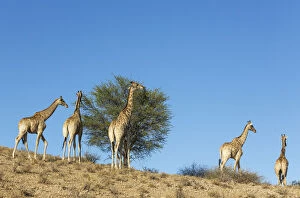 Southern Giraffe Collection: Picture No. 12019712
