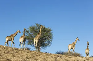 Southern Giraffe Collection: Picture No. 12019712