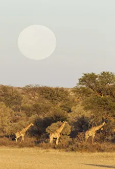 Southern Giraffe Collection: Picture No. 12019713