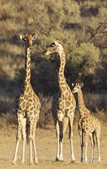 Southern Giraffe Collection: Picture No. 12019714