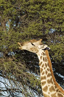 Southern Giraffe Collection: Picture No. 12019715