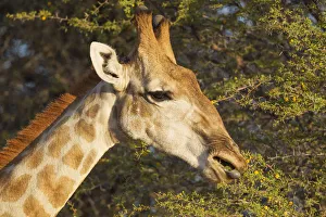 Southern Giraffe Collection: Picture No. 12019716