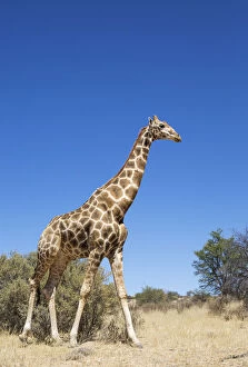 Southern Giraffe Collection: Picture No. 12019717