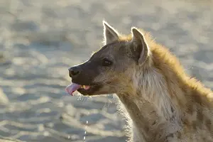 Hyaena Prints: Picture No. 12019718