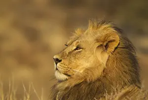 Felidae Prints: Picture No. 12019727