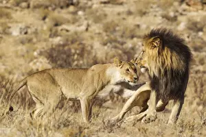 Carnivore Prints: Picture No. 12019731