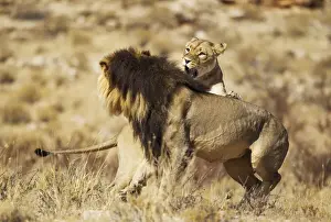 Felidae Prints: Picture No. 12019732