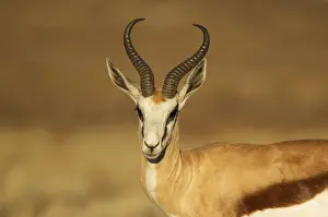 Bovidae Prints: Picture No. 12019747
