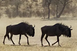 Antelope Prints: Picture No. 12019754