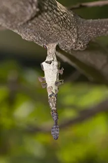 Arthropod Collection: Picture No. 12019765