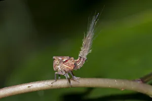 Arthropod Collection: Picture No. 12019771