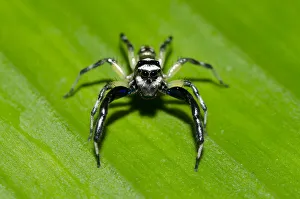 Arthropod Collection: Picture No. 12019773