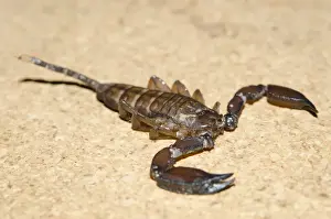 Scorpion Prints: Picture No. 12019774