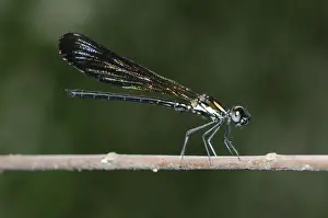 Dragonfly Prints: Picture No. 12019776