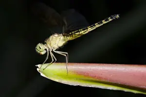 Dragonfly Prints: Picture No. 12019778