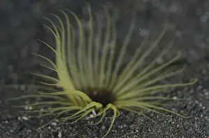 Anemone Prints: Picture No. 12019806