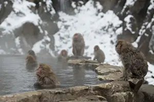 Macaques Prints: Picture No. 12019814