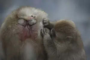 Macaques Prints: Picture No. 12019815