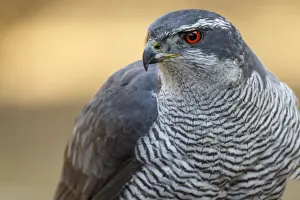 Goshawks Prints: Picture No. 12019825