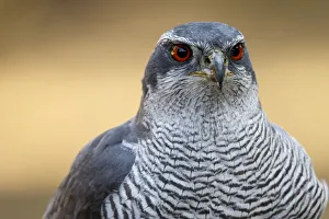 Aves Collection: Picture No. 12019826
