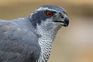 Goshawks Prints: Picture No. 12019827