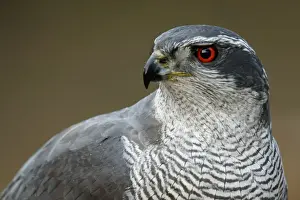 Goshawks Prints: Picture No. 12019832