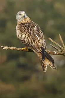 Aves Collection: Picture No. 12019839