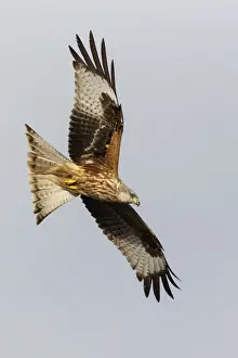 Kite Prints: Picture No. 12019841