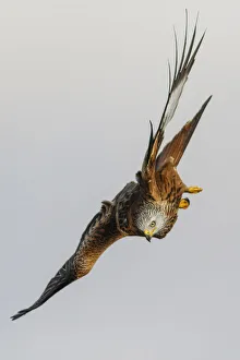 Aves Collection: Picture No. 12019843