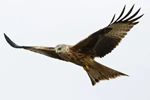 Kite Prints: Picture No. 12019846