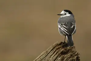 Wagtails Prints: Picture No. 12019858