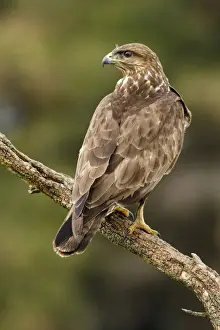Hawks Prints: Picture No. 12019863
