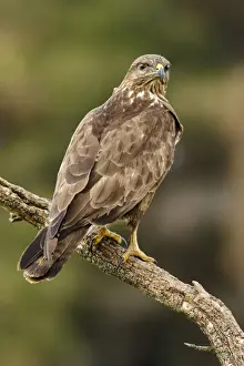 Hawks Prints: Picture No. 12019864