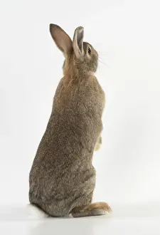 Rear Prints: Picture No. 12019875