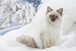 Birman Prints: Picture No. 12019879