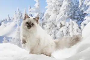Birman Prints: Picture No. 12019880