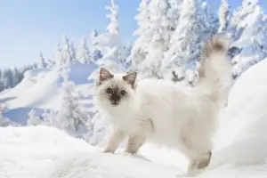 Birman Prints: Picture No. 12019881