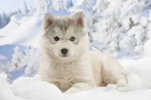 Husky Prints: Picture No. 12019899