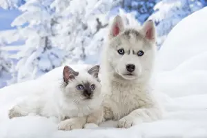 Husky Prints: Picture No. 12019928