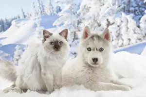 Birman Prints: Picture No. 12019929