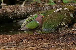 Doves Prints: Picture No. 12019945