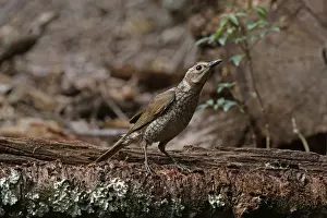 Bowerbirds Prints: Picture No. 12019946
