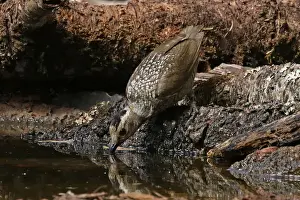 Bowerbirds Prints: Picture No. 12019949